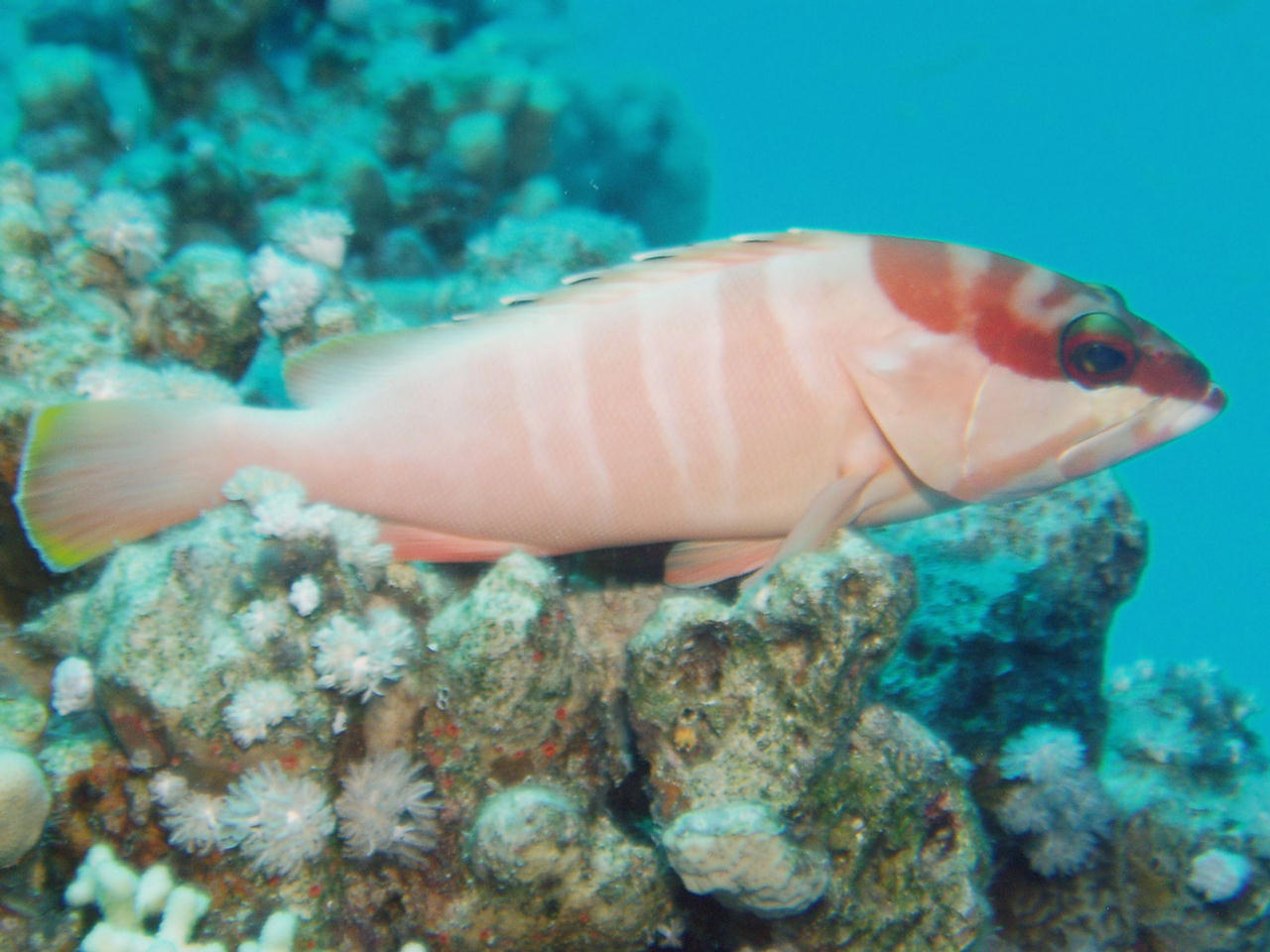 Epinephelus fasciatus (Cernia dal berretto basco)